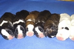 50975188_2711379872421270_969572743764770816_n