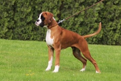 BARACHIEL-FLOYD-Fender-Edda-5-months-old-perfect-quality